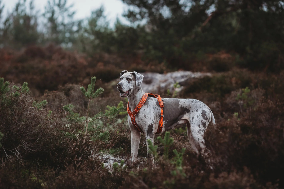 Шлея для собак Twiggy Tags Apex Harness, колір Dawn