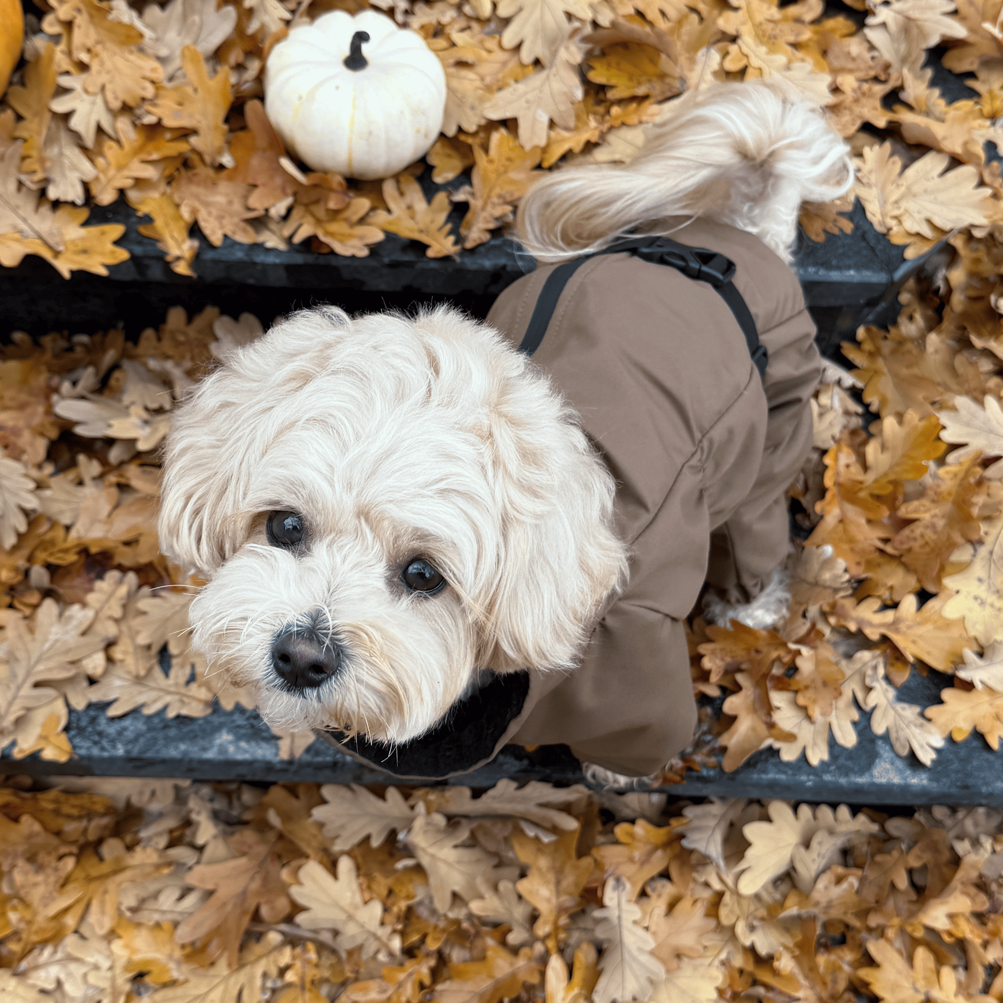 Зимовий кобінезон койот