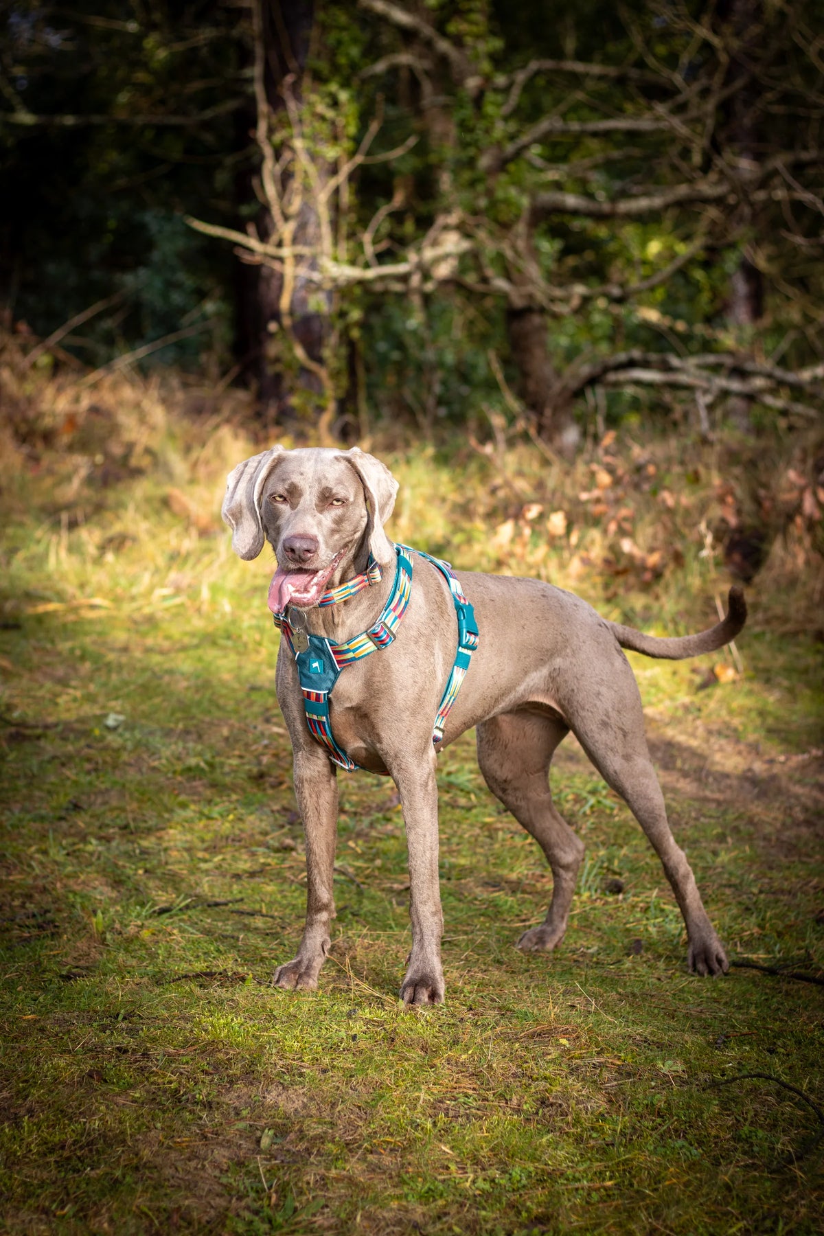 Шлея для собак Twiggy Tags Horizon Harness, колір Oasis