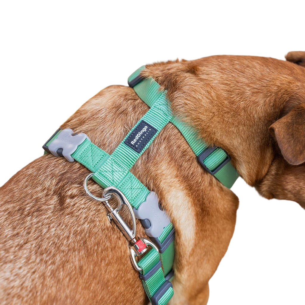 Шлея для собак Red Dingo класична - Pastel Green H-Harness