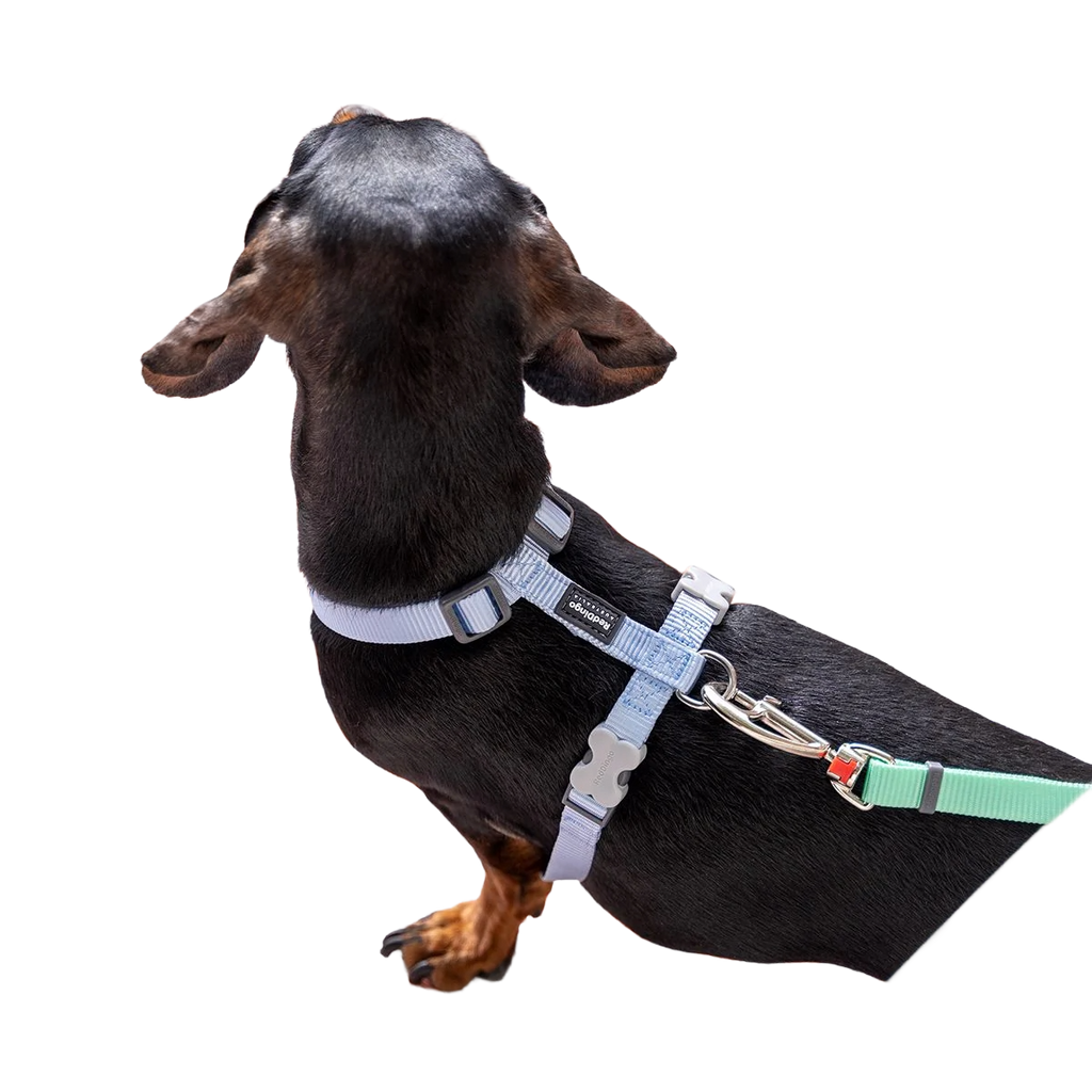 Шлея для собак Red Dingo класична - Pastel Blue H-Harness