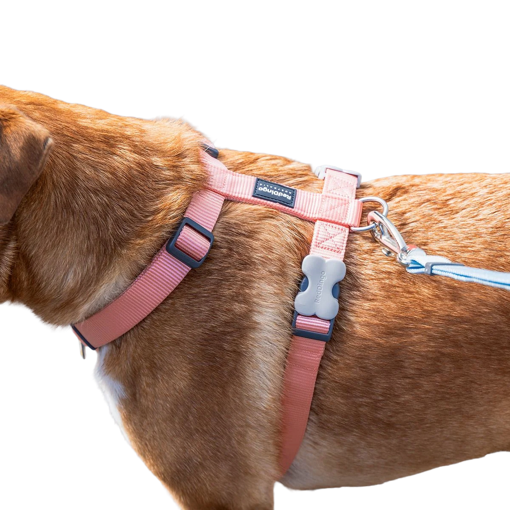 Шлея для собак Red Dingo класична - Pastel Orange H-Harness