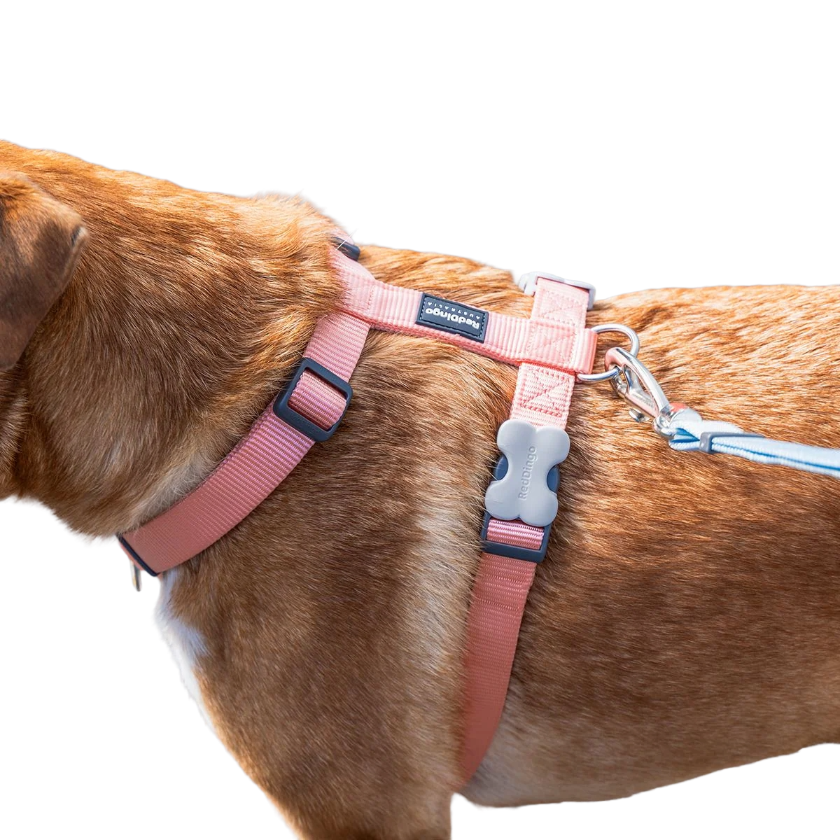 Шлея для собак Red Dingo класична - Pastel Orange H-Harness