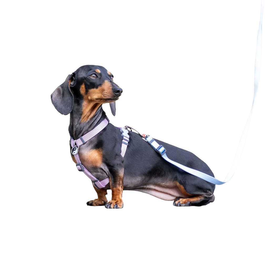 Шлея для собак Red Dingo класична - Pastel Purple H-Harness