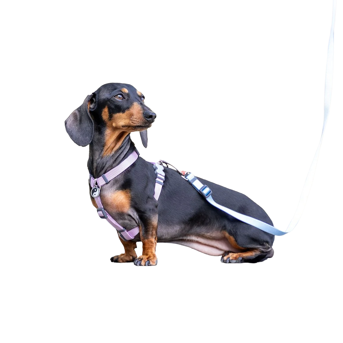 Шлея для собак Red Dingo класична - Pastel Purple H-Harness