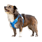Шлея для собак Red Dingo спортивна полегшена - Electric Blue H-Harness