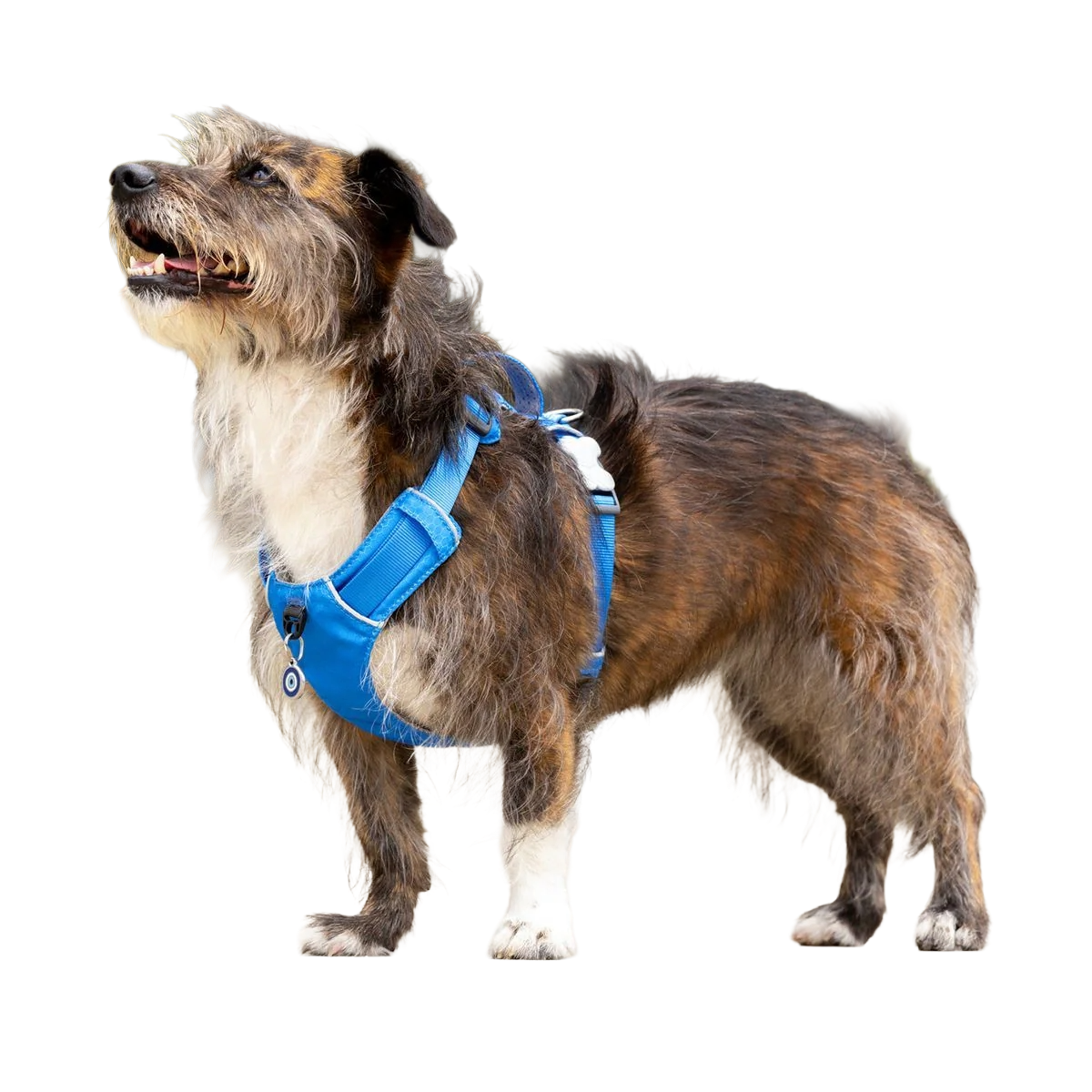 Шлея для собак Red Dingo спортивна полегшена - Electric Blue H-Harness