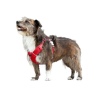 Шлея для собак Red Dingo спортивна полегшена - Red H-Harness