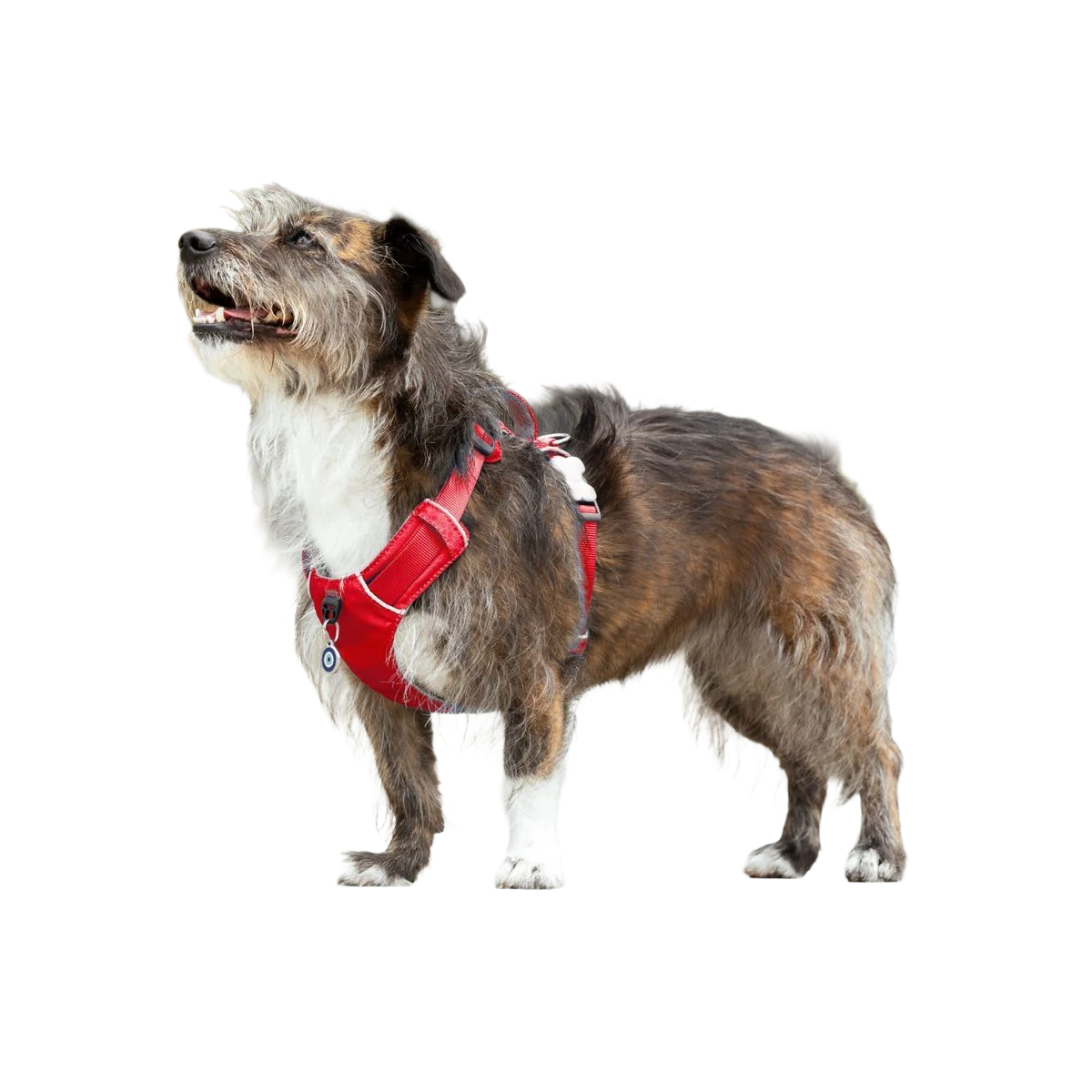 Шлея для собак Red Dingo спортивна полегшена - Red H-Harness